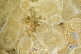 Polished Fossil Coral (Actinocyathus) - Morocco #100673-1